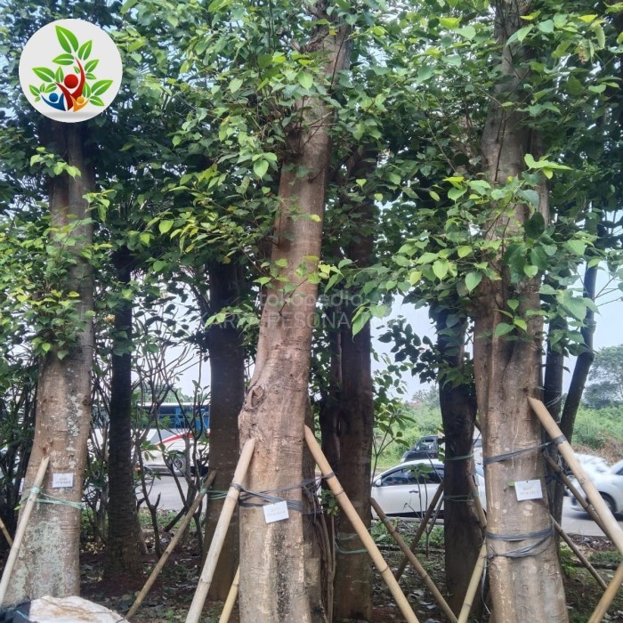 pohon bodhi buddha / pohon bodhi besar