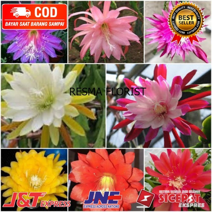 ( BISA BAYAR DI TEMPAT ) paket 8 Tanaman hias Wijaya Kusuma bunga | tanaman hias indoor dan outdoor 