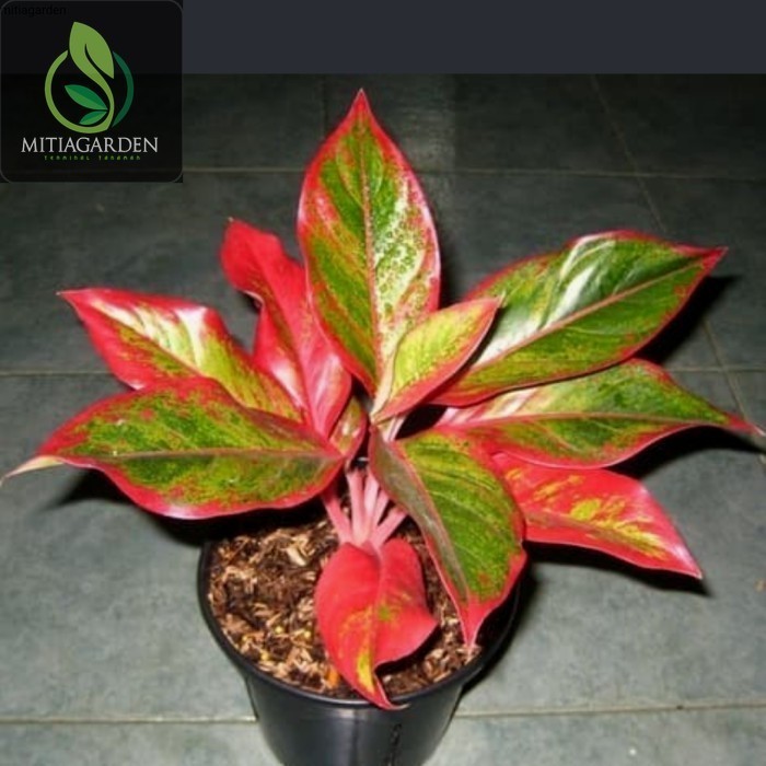 TANAMAN HIAS AGLONEMA LIPSTIK MERAH/AGLONEMA SIAM MERAH