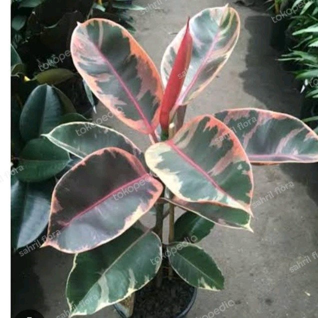 Tanaman Hias Ficus elastica ruby karet kebo varigata ruby