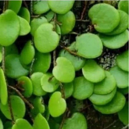 

DAUN PICISAN DAUN SISIK NAGA SEGAR 1KG TERMURAH TERBAIK OBAT HERBAL OBAT TRADISIONAL OBAT ALAMI