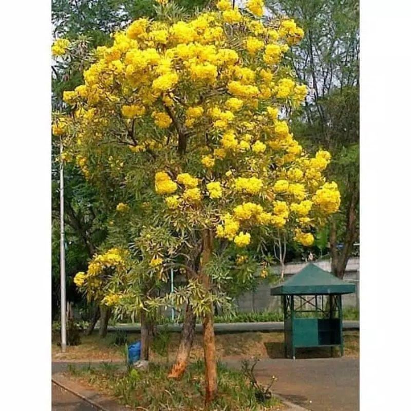 BIBIT TABEBUYA KUNING 1METER