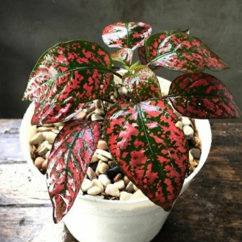 TANAMAN HIAS HYPOESTES MERAH