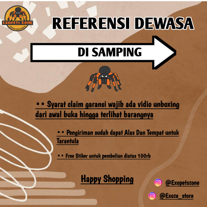 SALE -Tarantula Brachypelma Boehmei Sling Murah