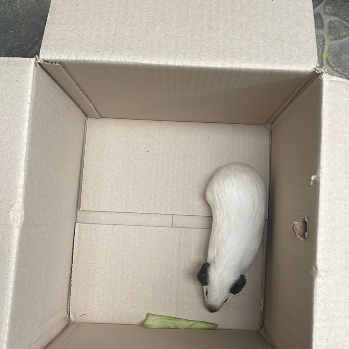 SALE -guinea pig california - anakan, Jantan