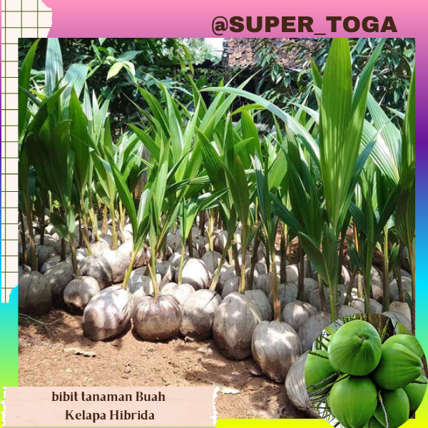 promo bibit kelapa hibrida // kelapa hibrida hijau super termurah bibit kelapa hijau hibrida