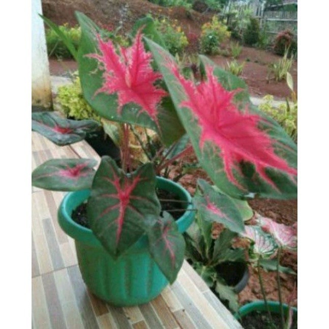KOKOWA FLORA Keladi Jantung Hati Corak Merah Tengah Tanaman Hias Segar Indoor Cantik Murah cantik be