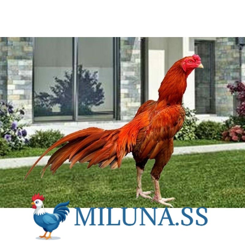 

FERTIL TELUR TETAS AYAM BANGKOK WANGKAS JUMBO UNTUK DI TETASKAN