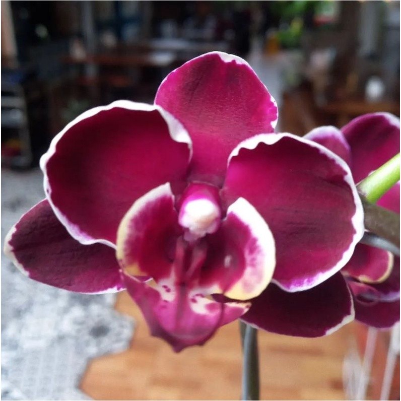 Anggrek Bulan Spike
