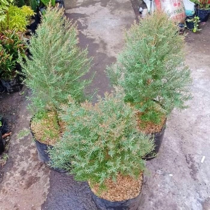 tanaman hias minyak kayu putih micro - bibit tanaman kayu putih mini