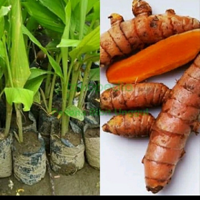 

Bibit Tanaman Kunyit/ Herbal Kunyit Kunir