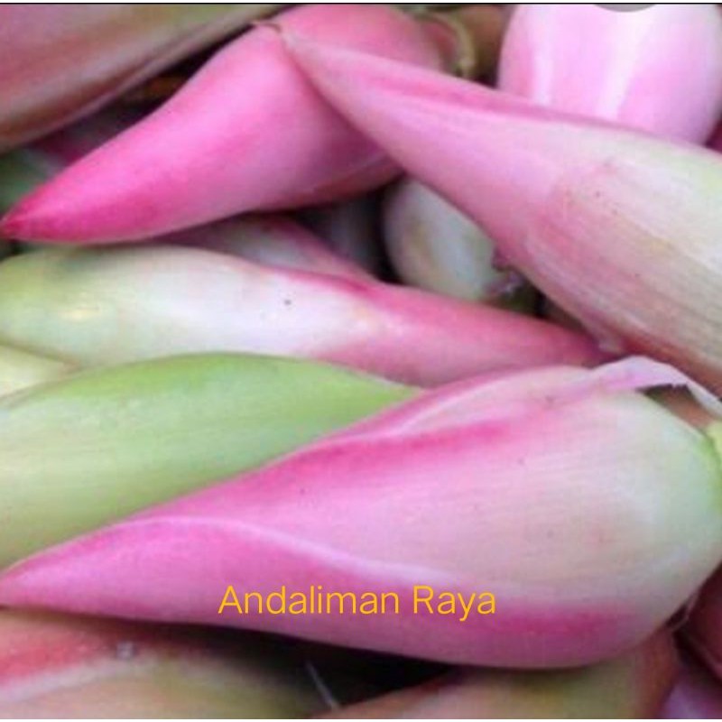 

Rempah Segar Kecombrang/Kincung 250 gram Asli