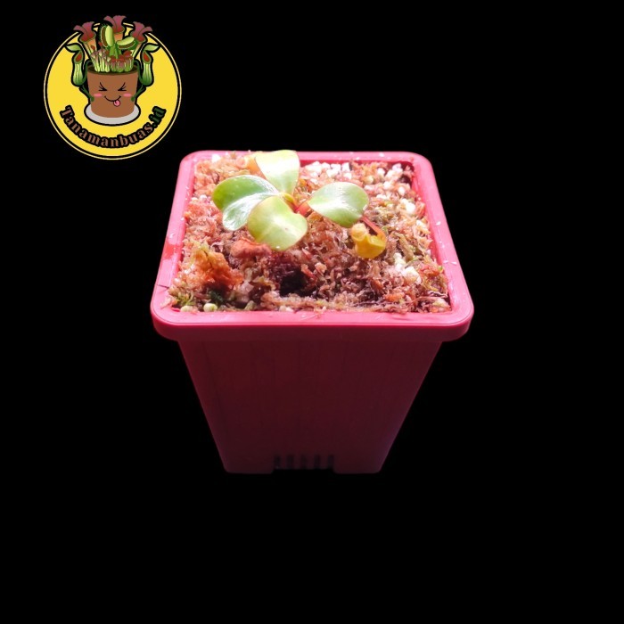 Tanaman Kantong Semar Nepenthes clipeata - Size L