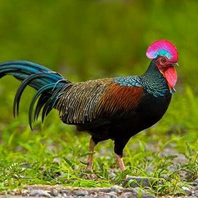 

Fertil Telur ayam hutan x jawa bekisar fertil asli siap ditetaskan - ayam hutan
