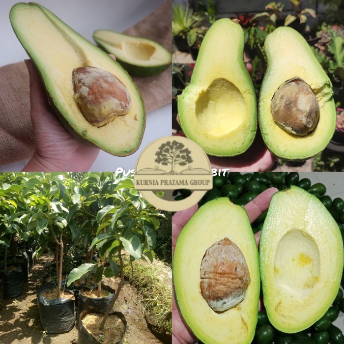 Bibit Alpukat Pluwang Tinggi 1 Meter Up Batang Besar Cepat Berbuah kurnia pratama