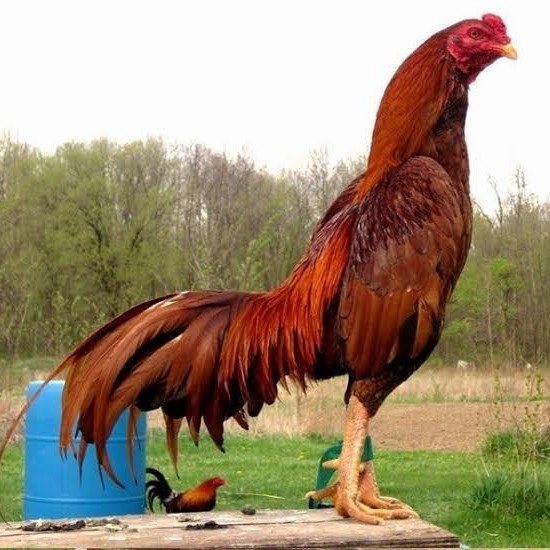 

Fertil Telur ayam bangkok super petarung aduan fertil untuk ditetaskan