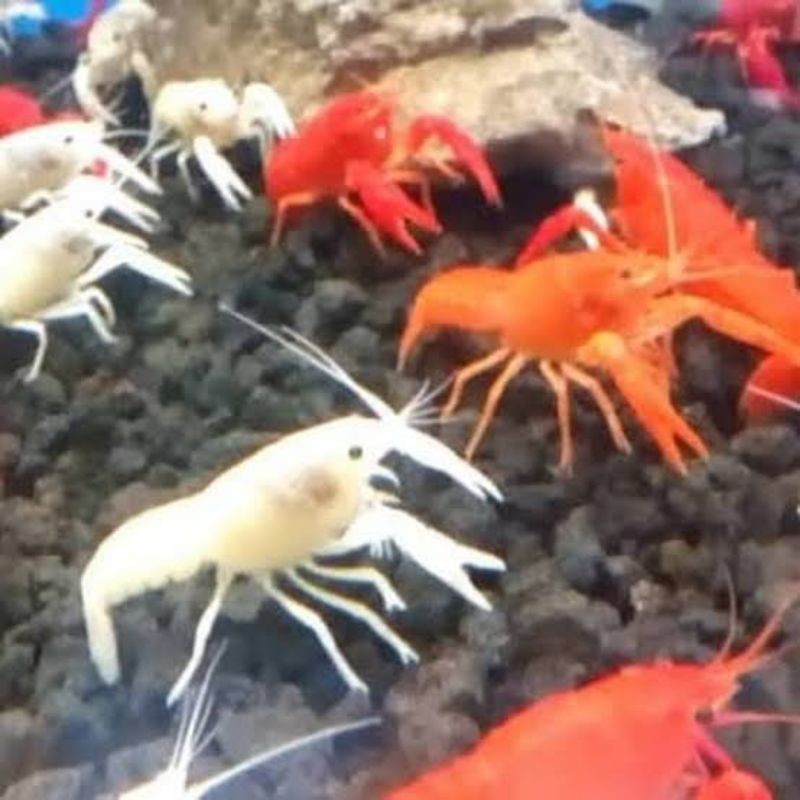 Bisa COD, lobster hias air tawar merah putih.