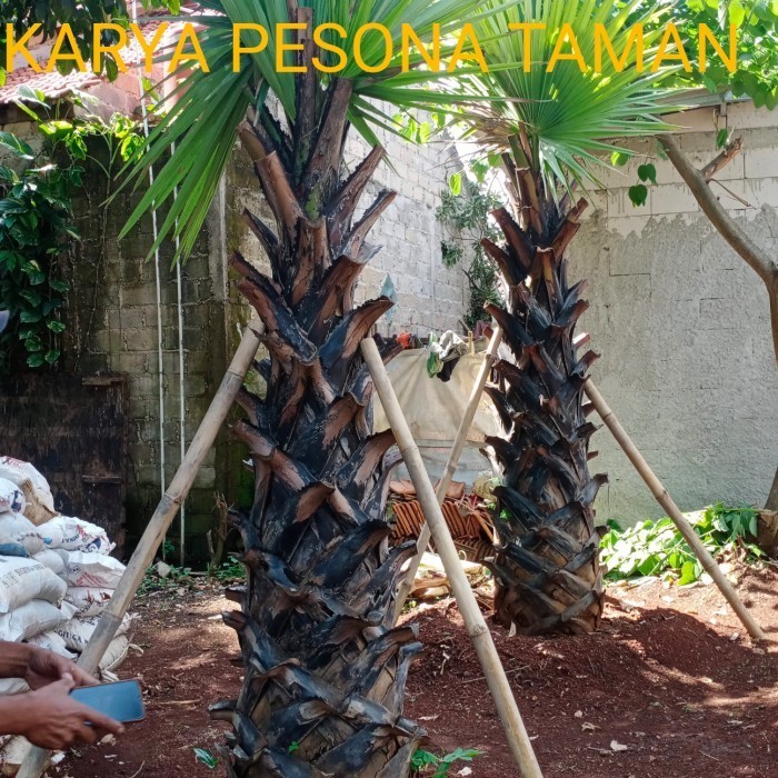 pohon lontar 2 meter