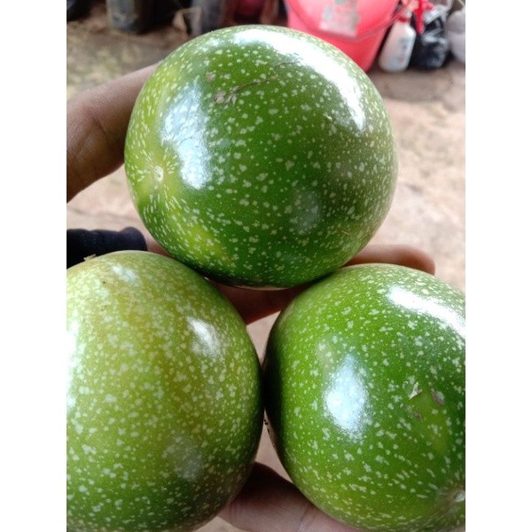 

MARKISA HIJAU SEGAR RASA ASAM MANIS 1 kg SL
