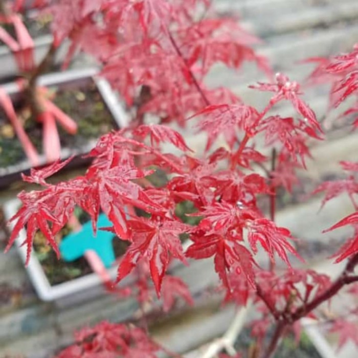 red maple japanese pohon