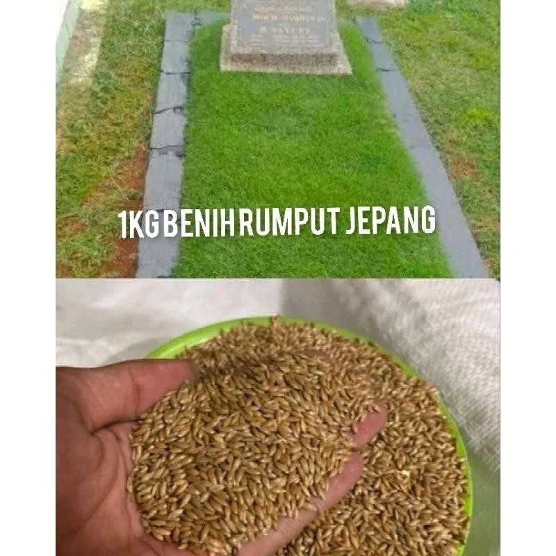 Terlaris benih rumput untuk makam