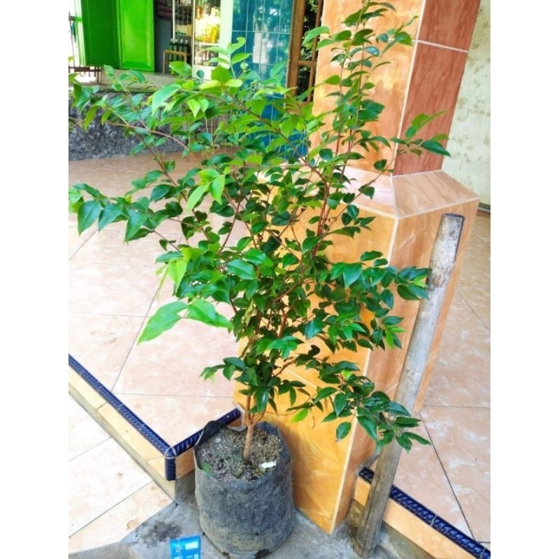 BIBIT ANGGUR POHON BRAZIL PRECO BATANG BESAR COCOK DI POT