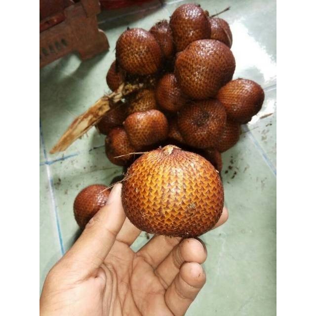 

Buah Salak Gula Bali 500 gram