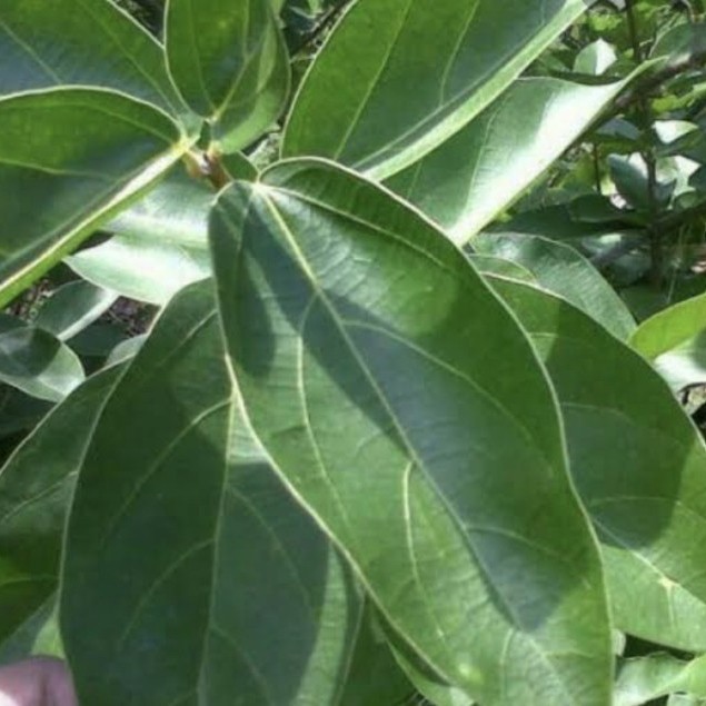 

Daun Cincau Perdu 500gram - Daun Untuk Pembuatan Cincau