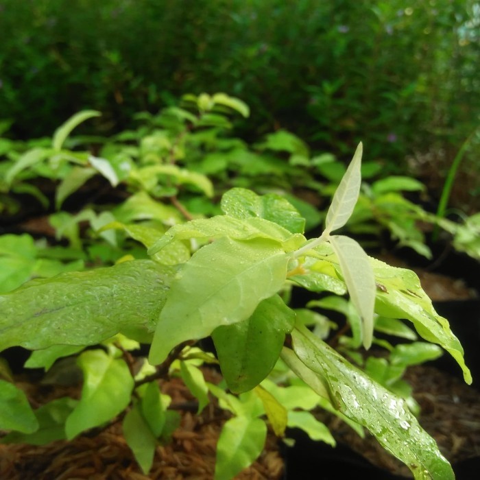 bibit bonsai tanaman hias anting putri-anting putri kuning