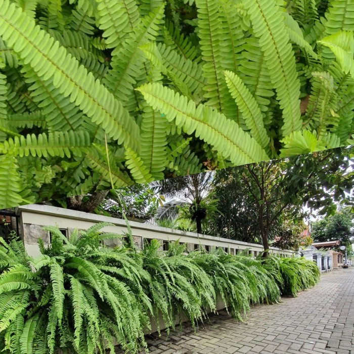tanaman pakis kelabang / pohon pakis kelabang / pohon vertical garden