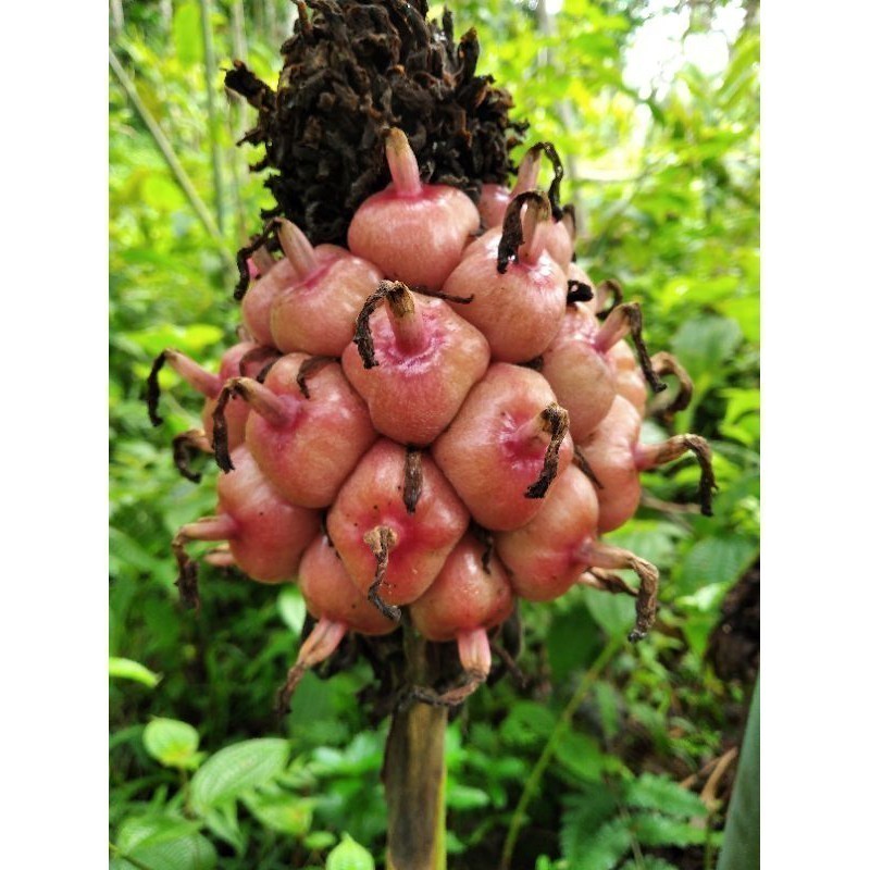 

Promo asam cekala / asam cikala / asam patikala / buah kecombrang / cekala segar karo bumbu enak/500 grm COD ready stok