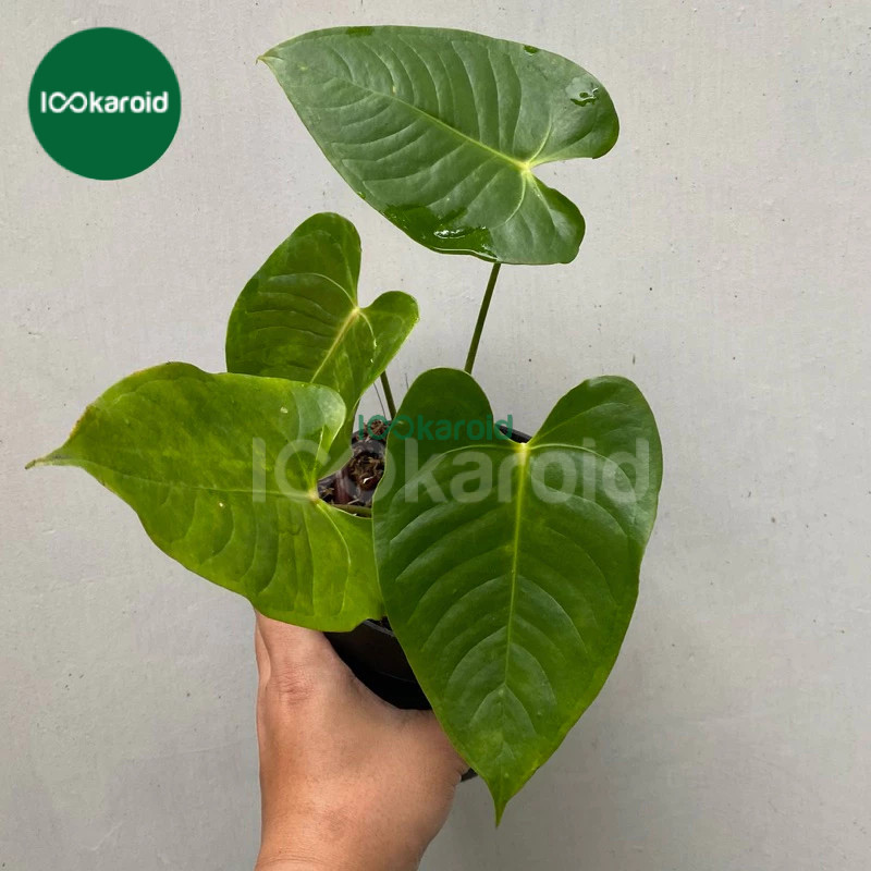 Tanaman Hias Anthurium Veitchii Hybrid | Lookaroid