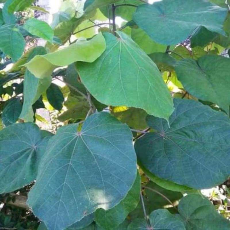 

Stok ready Daun waru segar fresh 20lembar Silahkan diorder