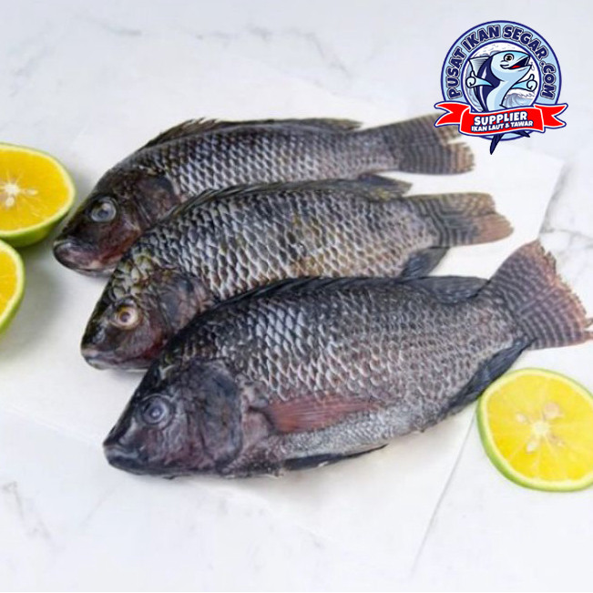 

Ikan Nila Hitam 1Kg Fresh & Frozen Premium