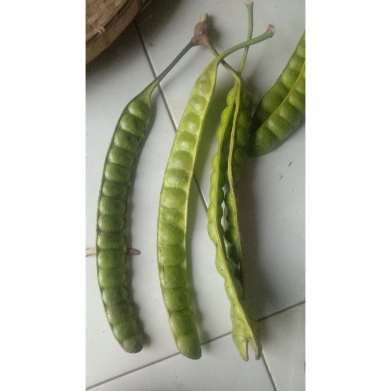 

TEBUS MURAH pete super 5 papan