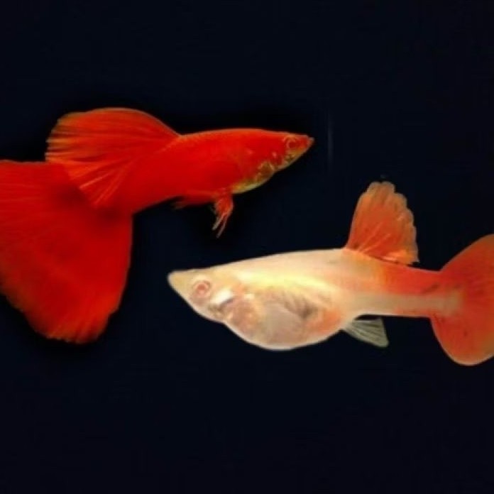 hiasan aquarium guppy ikan gupi AFR sepasang afp txd all varian