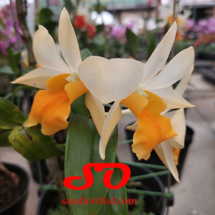 [ DEWASA ] Dendrobium Frosty Dawn "Orange"