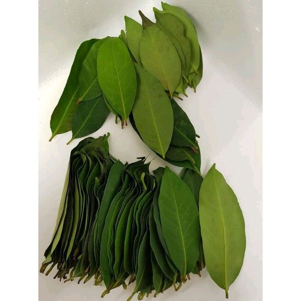 

READY SERBA MURAH daun salam 50 lembar (dapat tambahan bonus)