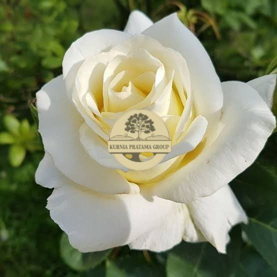 bibit bunga mawar putih