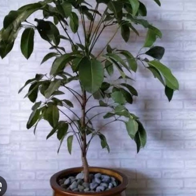 Tanaman hias Walisongo daun besar