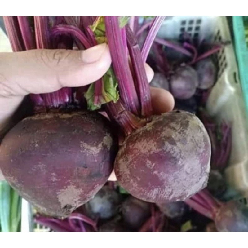 

BUAH BIT BEET ROOT ORGANIK FRESH ud buah tiga saudara