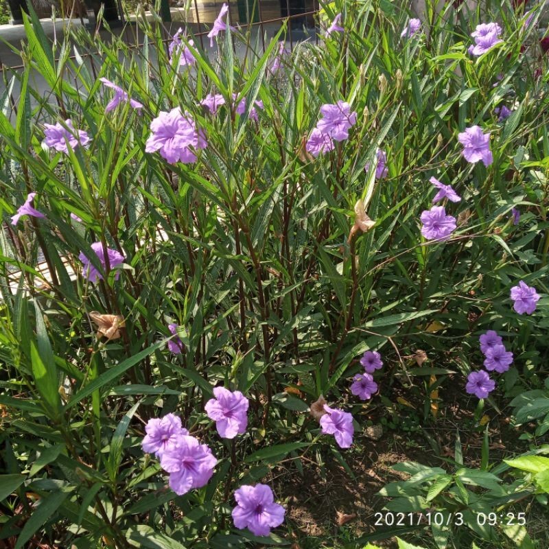 3;Tanaman hias  ruellia tegak  rawelia ungu