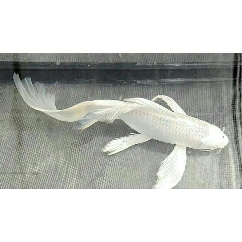 koi platinum slayer / koi kumpay slayer koi cantik ukuran 10-20CM