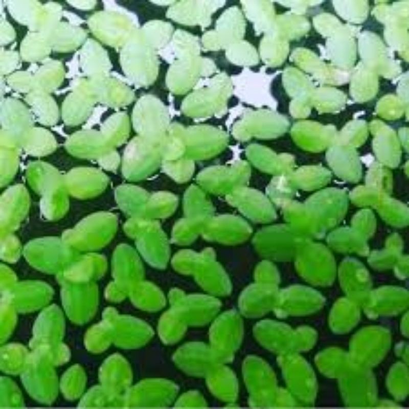 MAKRIFATBUSINESS Paket 50 Gram Tanaman Apung LEMNA MATA LELE Pakan Ikan dan Ternak Protein 43% Nabat