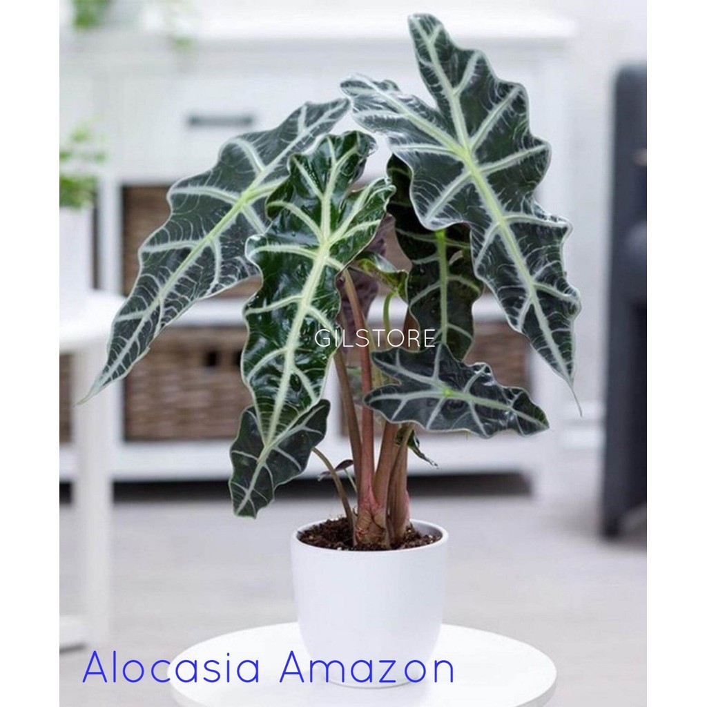 Tanaman hias hidup Alocasia Alokasia Keladi amazon Tanaman hias