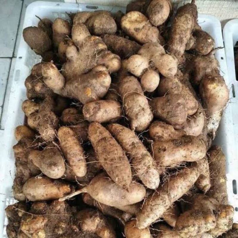 

ubi gembili fresh 1 kg makanan tradisional