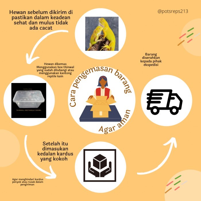 SALE -Reptil - Baby green iguana columbia - Minusan, betina