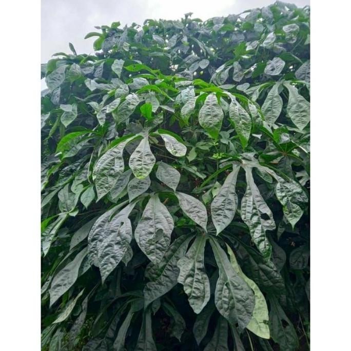 

bibit daun singkong papua / telo papua per 1kg ditlse 9736ti