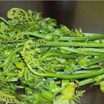 

pakis sayur segar 1kg sayuran pakis