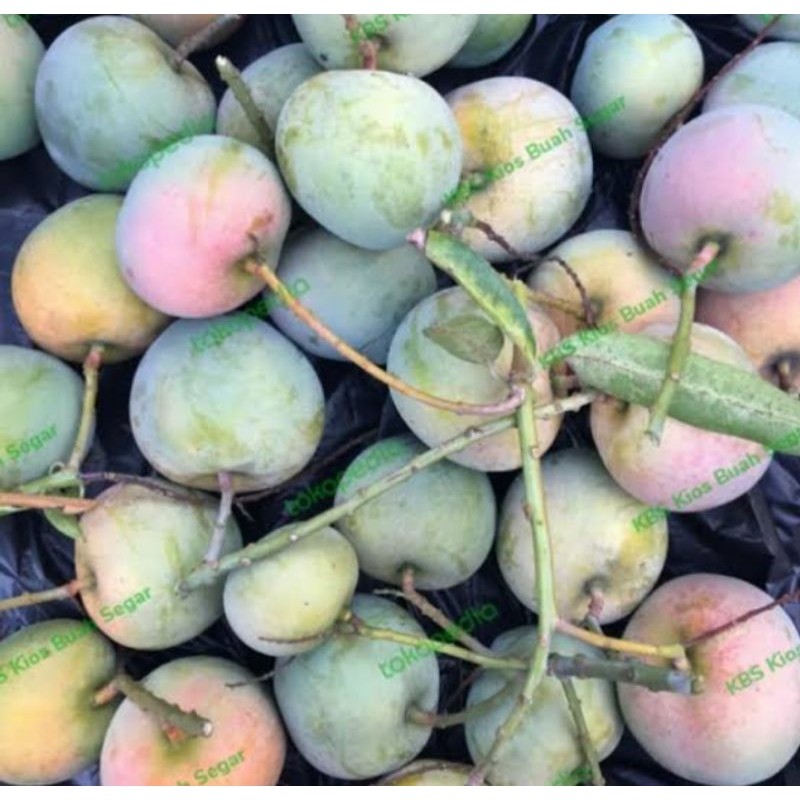 

PROMO AMBYAR mangga apel muda isi 1kg sangat cocok untuk rujak TERMURAH